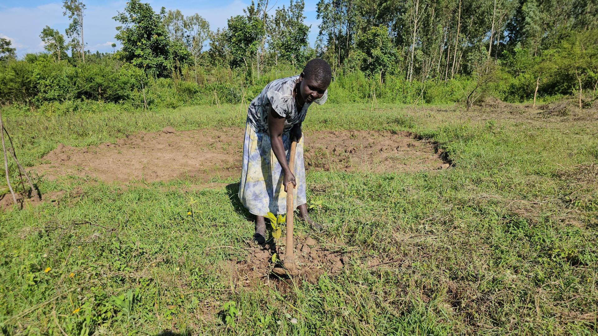 Siaya, Kenya: Breaking the Barriers of Tree Farming - myfarmtrees.org